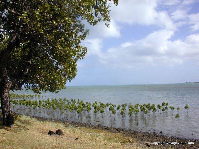 Cresce no mar, Baie Du Cap, Maurícias.