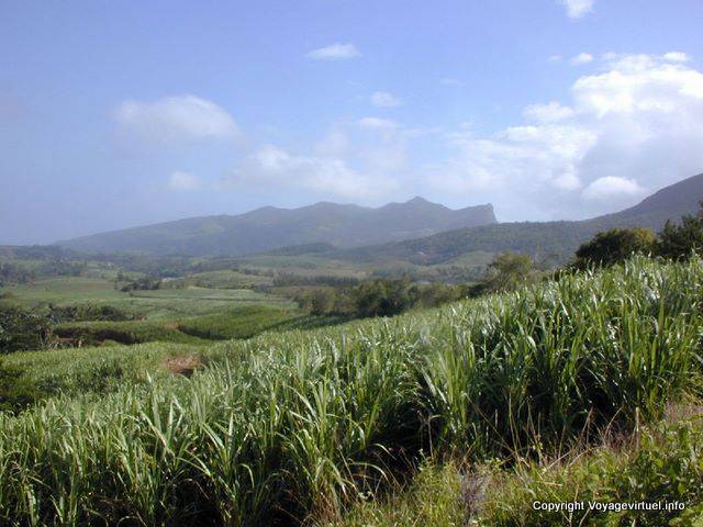 Sugarcane Campo, Planície, Champagne, Maurícias.