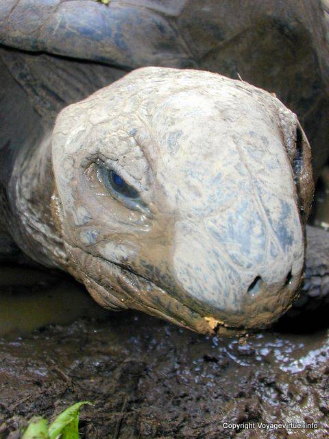 Tartaruga gigante, Chamarel, Maurícias.