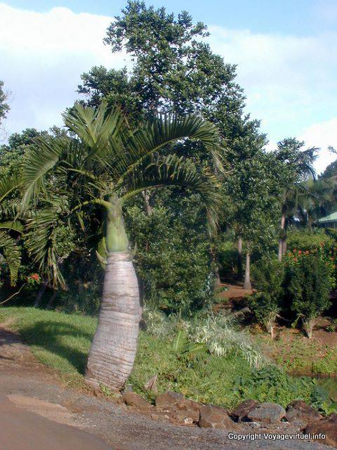 Garrafa de palma, Chamarel, Maurícias.