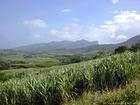 Sugarcane Campo, Planície, Champagne, Maurícias.