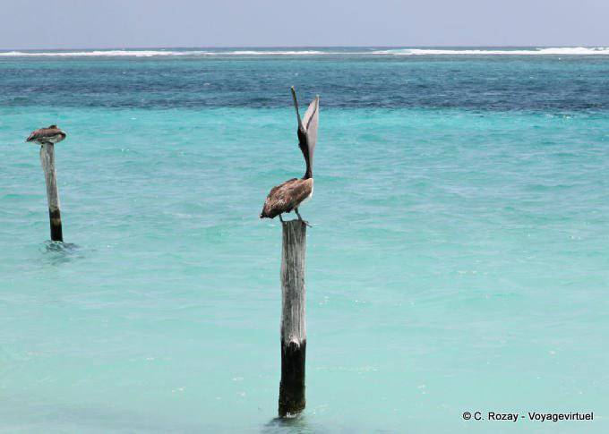 Despertador Pelican em um poste, Puerto Morelos - México