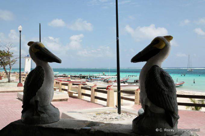 Face-a-face falsos pelicanos, Puerto Morelos - México