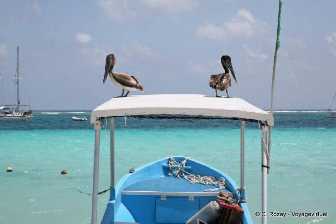 O olhar dos pelicanos pescadores, Puerto Morelos - México