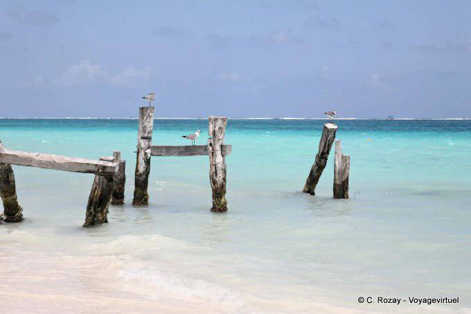 Pássaros na doca quebrado, Puerto Morelos - México