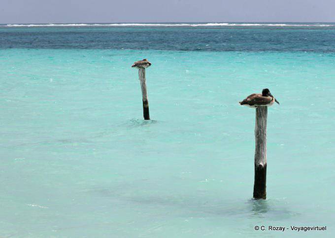 Pelicanos descanso, Puerto Morelos - México