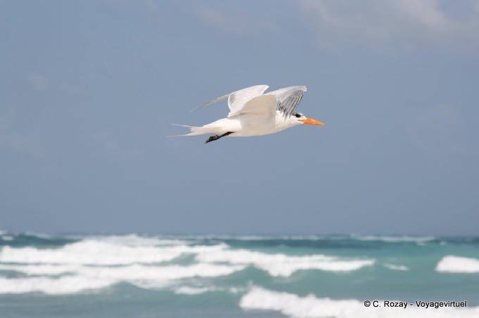 Tern em vôo acima das ondas, Tulum - México