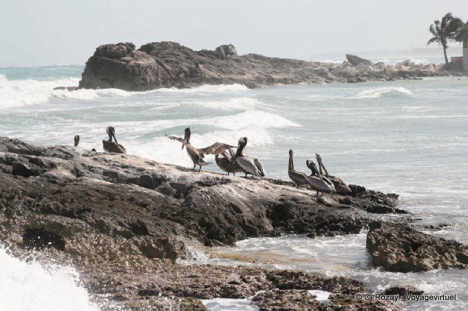 Grupo de pelicanos marrons nas rochas, Tulum - México