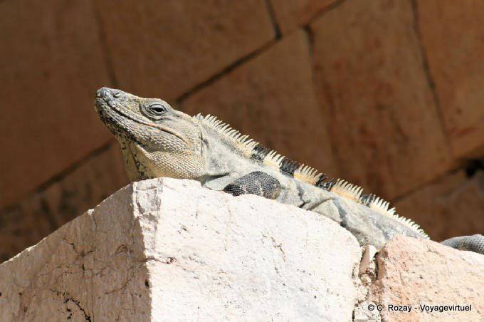 Iguana no Palácio, Uxmal - México