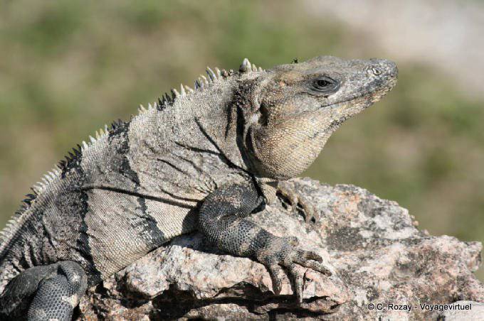 Iguana em uma pedra, Uxmal - México