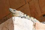 Iguana no Palácio, Uxmal, México.