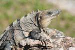 Iguana em uma pedra, Uxmal, México.