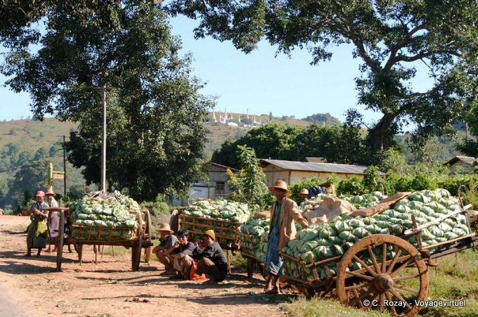 Couves de Carrinhos de mão para venda, cerca de Pindaya - Myanmar (Birmânia)