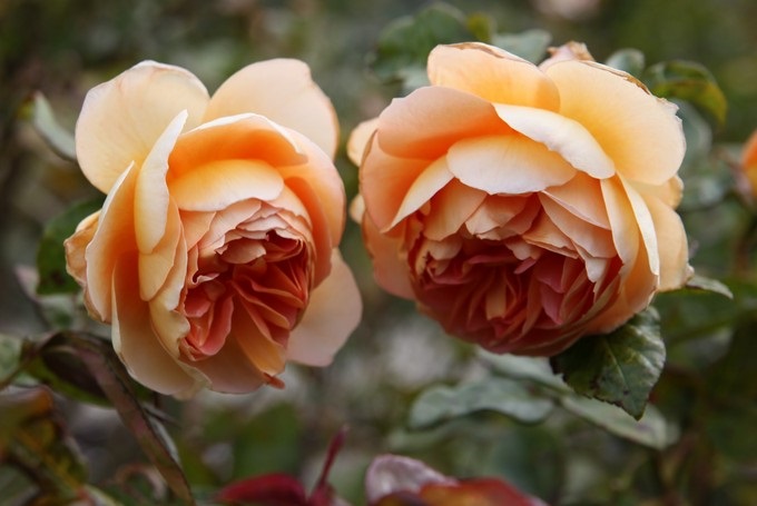 Trevor Griffiths Rose Garden, Timaru, Canterbury - Nova Zelândia
