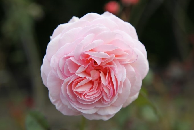 Old Rose, Timaru, Canterbury - Nova Zelândia