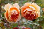 Trevor Griffiths Rose Garden, Timaru, Canterbury, Nova Zelândia.