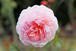 Old Rose, Timaru, Canterbury, Nova Zelândia.