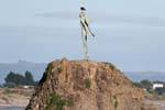 Estátua Wairaka, Turuturu Roimata, Whakatāne Heads, East Cape, Nova Zelândia.