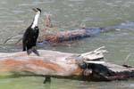 Cormorant em troncos, Te Araroa, East Cape, Nova Zelândia.