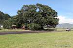 Sanctuary Maori, árvore gigante, Te Araroa, East Cape, Nova Zelândia.