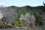 Evergreen floresta, Te Araroa Tikitiki Road, East Cape, Nova Zelândia.
