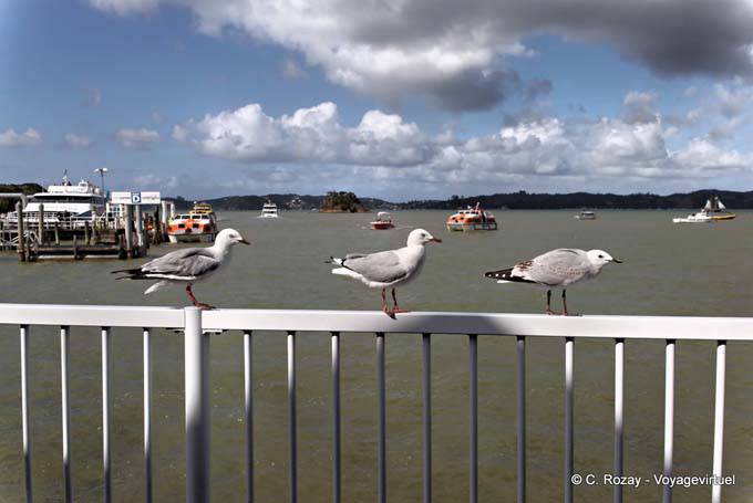 Pássaro Trio, Paihia, Northland - Nova Zelândia