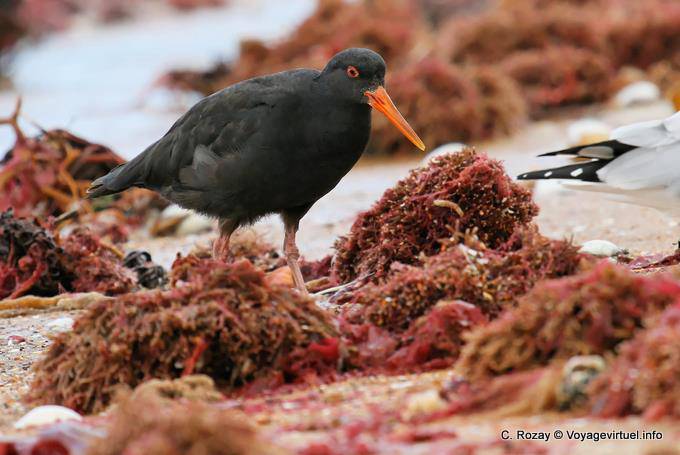 Oystercatcher variável, Haematopus unicolor, Pedregulhos Moeraki Scenic Reserve, Otago - Nova Zelândia