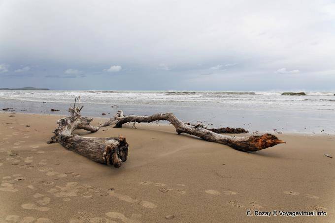 Madeira morta Koekohe Beach, Pedregulhos Moeraki Scenic Reserve, Otago - Nova Zelândia