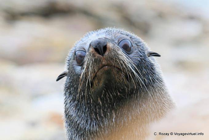 Regard leão-marinho, Moeraki Shag Point, Otago - Nova Zelândia