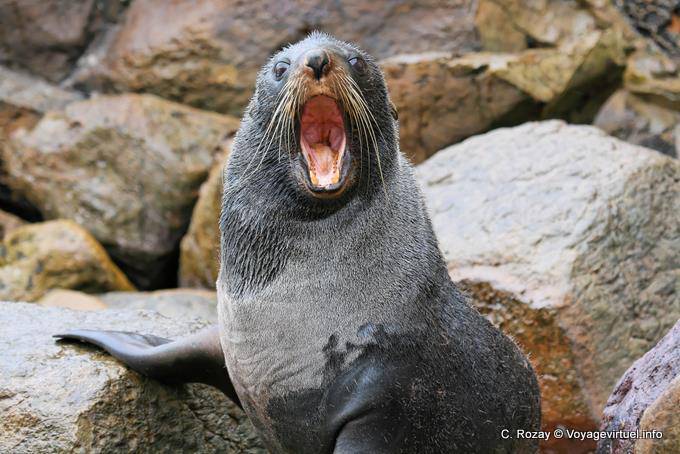 Bocejar leão-marinho, Moeraki Shag Point, Otago - Nova Zelândia