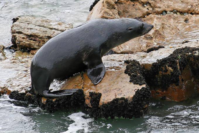 Lobo-marinho, Moeraki Shag Point, Otago - Nova Zelândia