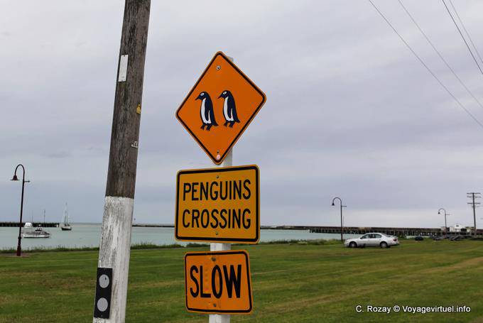 Penguins cruzamento, Oamaru, Otago - Nova Zelândia
