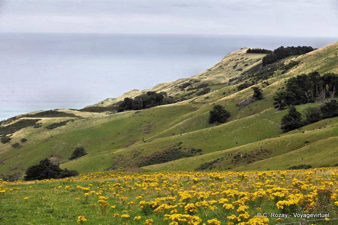 Península de Dunedin, Highcliff - Nova Zelândia