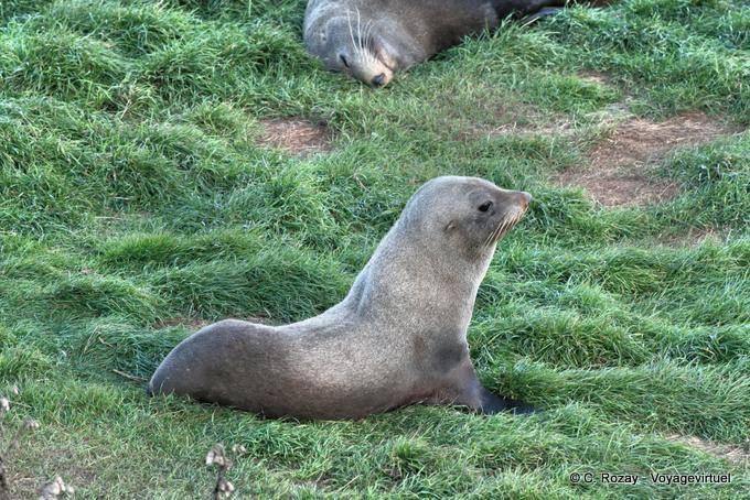 Os leões marinhos descansando na grama, península de Otago, Dunedin, Seal Colony - Nova Zelândia
