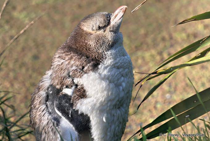 Jovem pinguim Jabotant, península de Otago Pinguim Eyed amarelo Conservation Reserve - Nova Zelândia