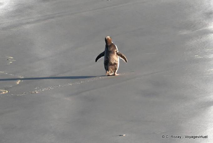 Retorno do antípoda do pinguim na praia, península de Otago Pinguim Eyed amarelo Conservation Reserve - Nova Zelândia