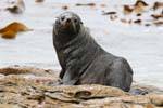 Leão-marinho olhos, Moeraki Shag Point, Otago, Nova Zelândia.