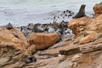 Seals colônia, Moeraki Shag Point, Otago, Nova Zelândia.