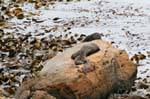 Algas e leões-marinhos, Moeraki Shag Point, Otago, Nova Zelândia.