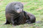 Leão-marinho com olhos azuis, Shag Ponto Moeraki, Otago, Nova Zelândia.