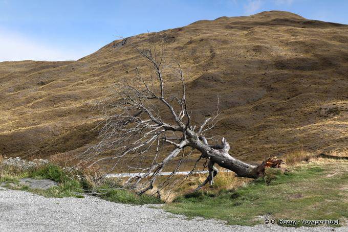 Árvore arrancada Cardrona Road to Queenstown, Southland - Nova Zelândia