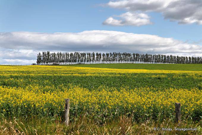 Road to Otautau Invercargill, Southland - Nova Zelândia