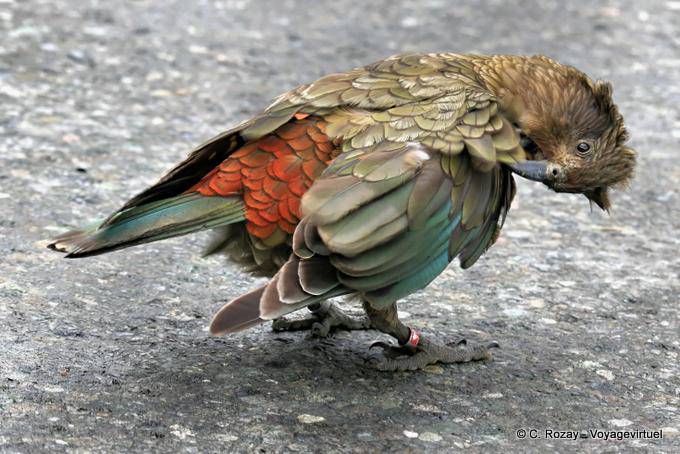 Kea, papagaio montanha Kakapo Road to Milford Sound Te Anau, Southland - Nova Zelândia