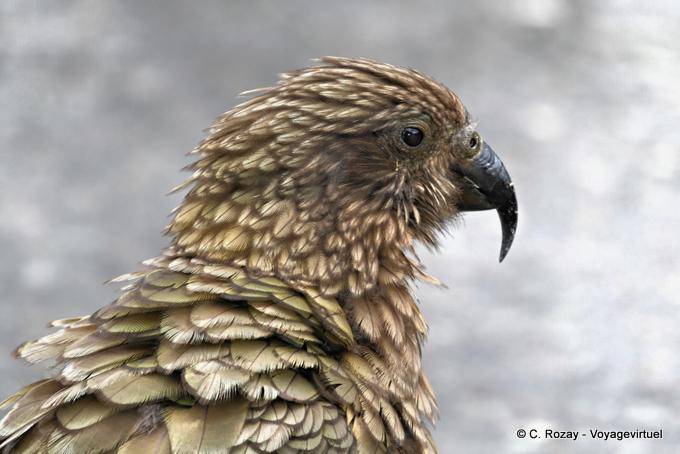 Parrot Cabeça Kea Kakapo Road to Milford Sound Te Anau, Southland - Nova Zelândia