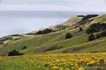 Península de Dunedin, Highcliff, Nova Zelândia.