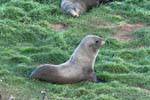 Os leões marinhos descansando na grama, península de Otago, Dunedin, Seal Colony, Nova Zelândia.
