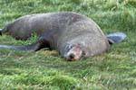 Tempo da sesta para o leão-marinho, península de Otago Dunedins Seal Colony, Nova Zelândia.