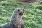 Olhar preocupado, península de Otago Dunedins Seal Colony, Nova Zelândia.