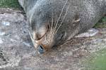 Sea lion cochilando, península de Otago Dunedins Seal Colony, Nova Zelândia.