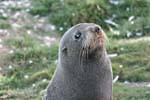 Retrato do leão-marinho, península de Otago Dunedins Seal Colony, Nova Zelândia.